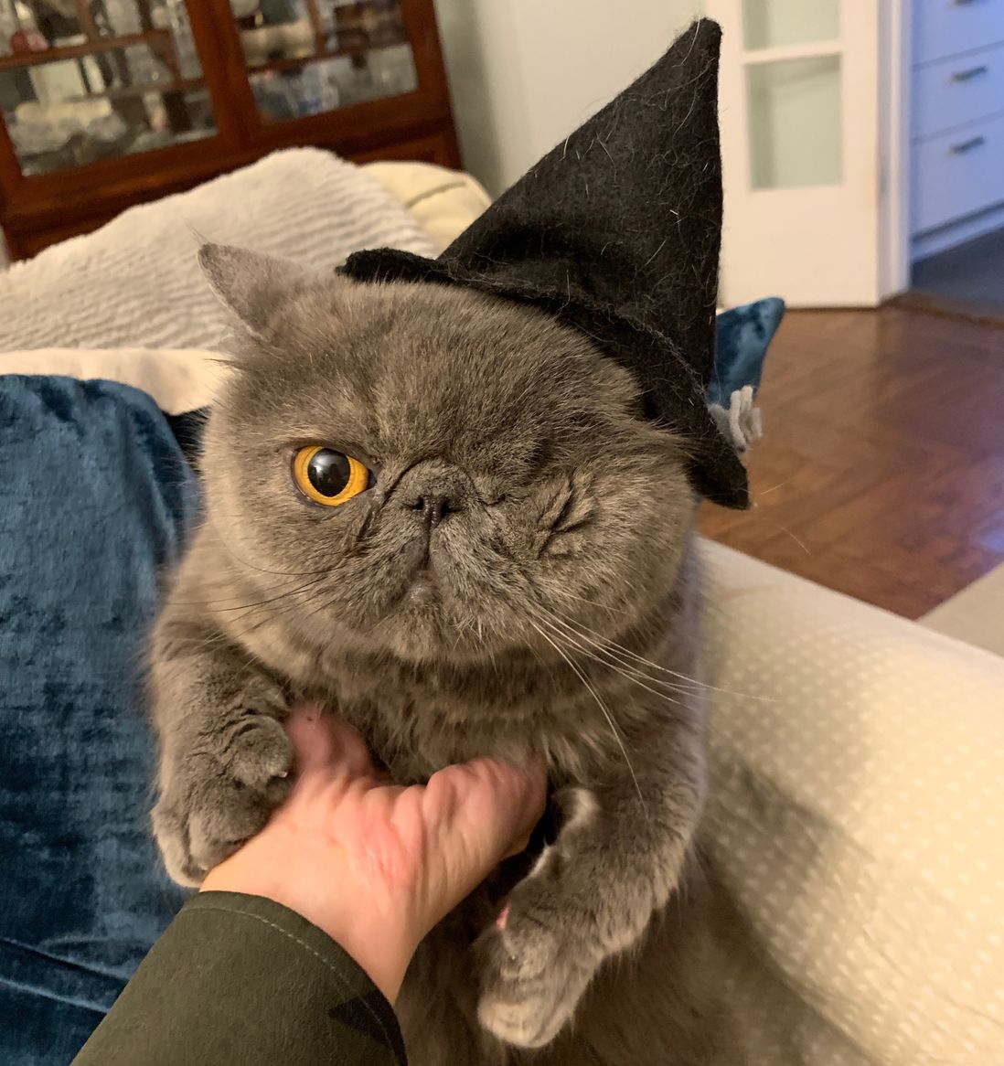 A cat wearing a witch's hat